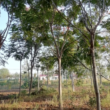 栾树