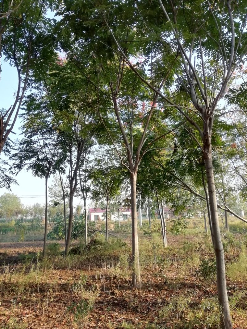 栾树