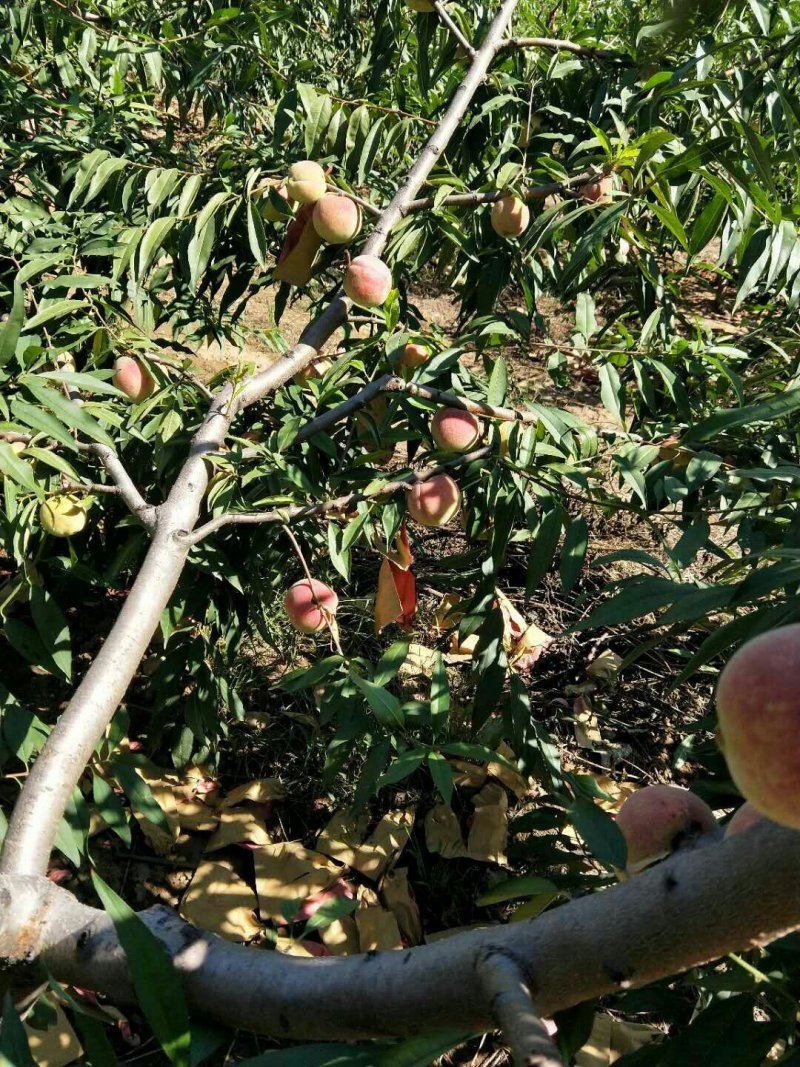 映霜红冬桃，开始上市了