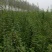 药用连翘苗