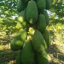 木瓜，亚热带水果，广西崇左水果木瓜长期供应。
