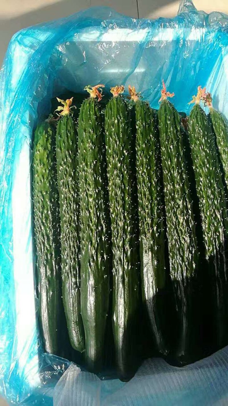 嫁接黄瓜苗，强雌油亮黄瓜苗，短把油亮密刺