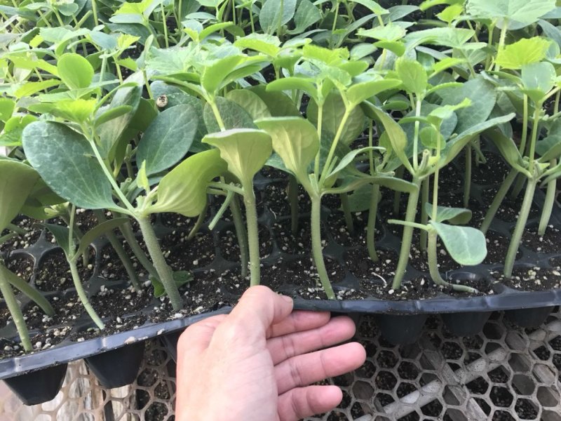 嫁接黄瓜苗，强雌油亮黄瓜苗，短把油亮密刺