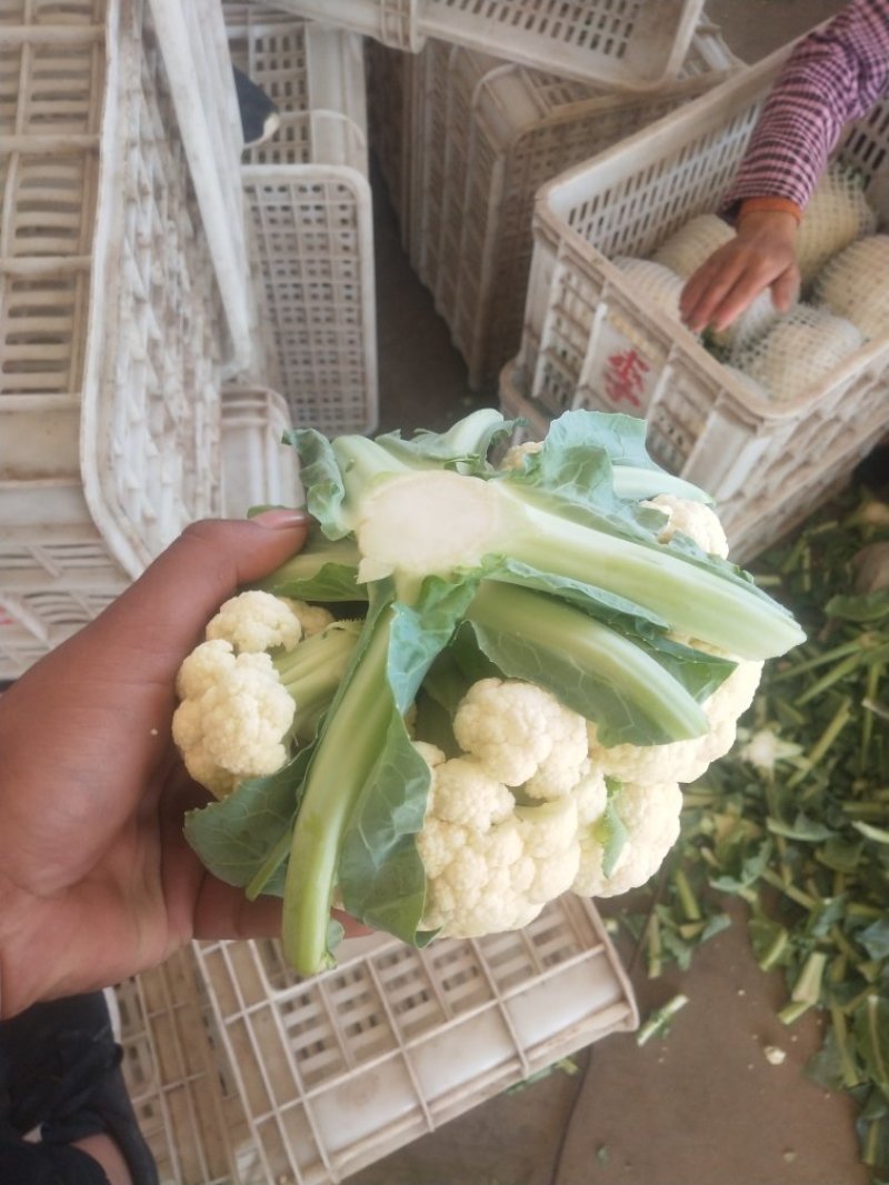 精品菜花，产地直供。