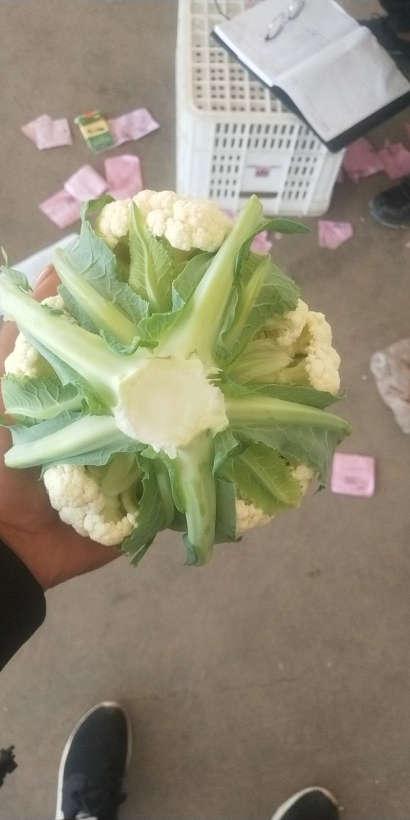 精品菜花，产地直供。