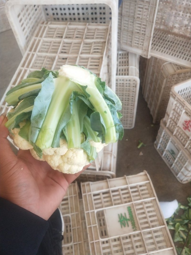 精品菜花，产地直供。
