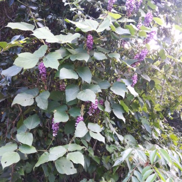 野生葛花中药材葛花葛花