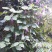野生葛花中药材葛花葛花