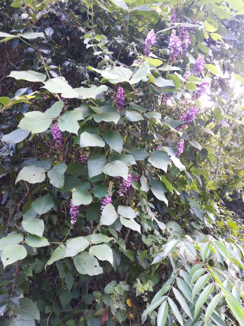 野生葛花中药材葛花葛花