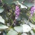野生葛花中药材葛花葛花