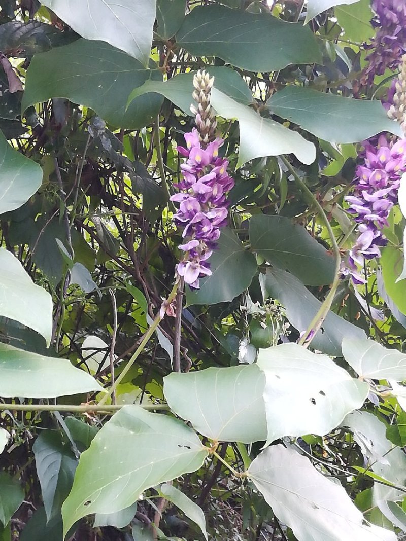 野生葛花中药材葛花葛花