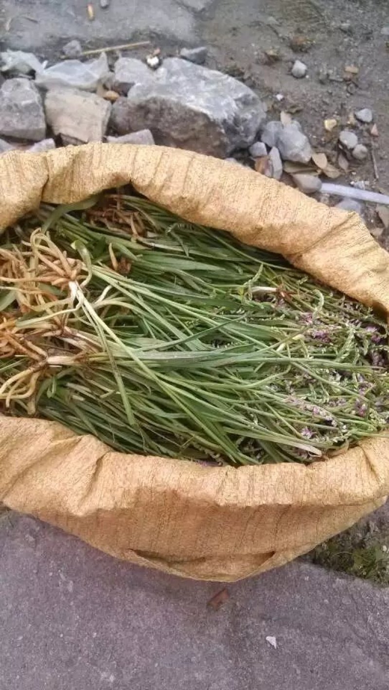 盘龙参野生盘龙参干货