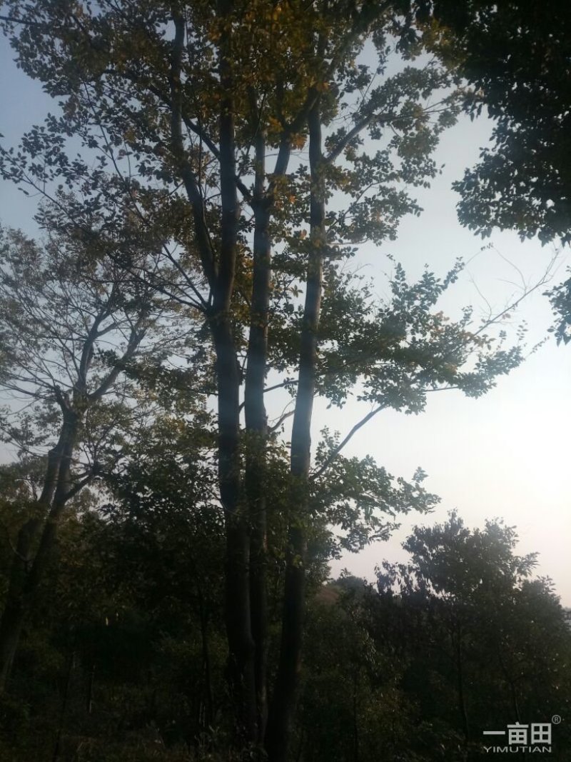出售各种规格小苗一50公分朴树