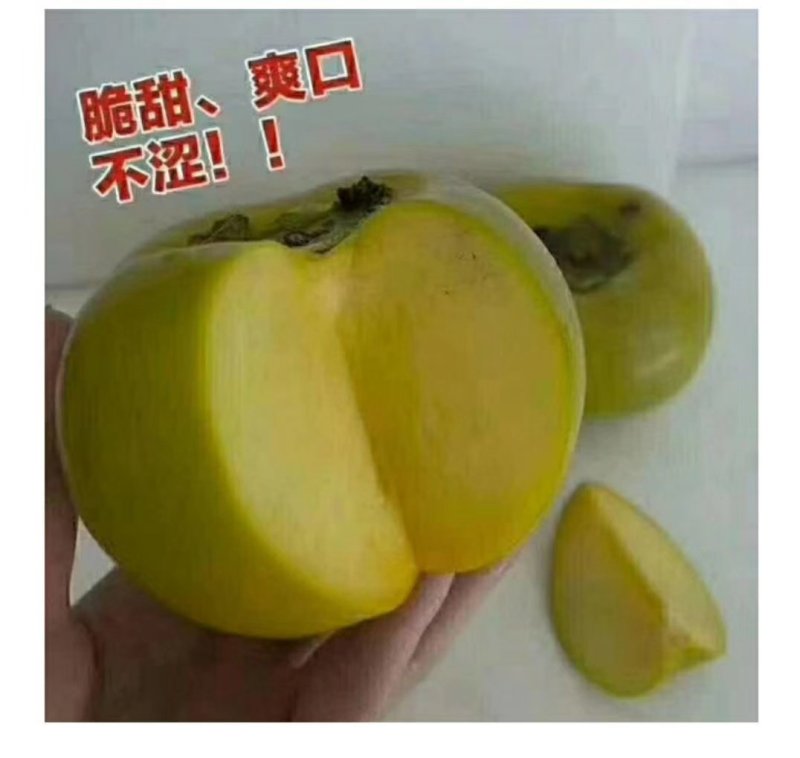 新鲜又大又甜的桂林恭城脆柿