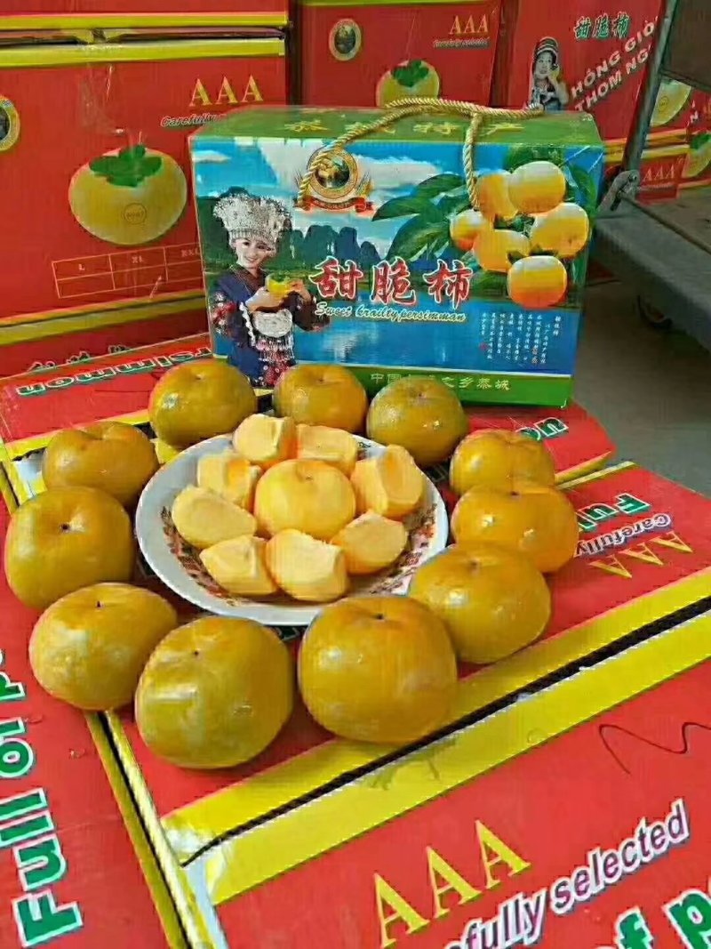 新鲜又大又甜的桂林恭城脆柿