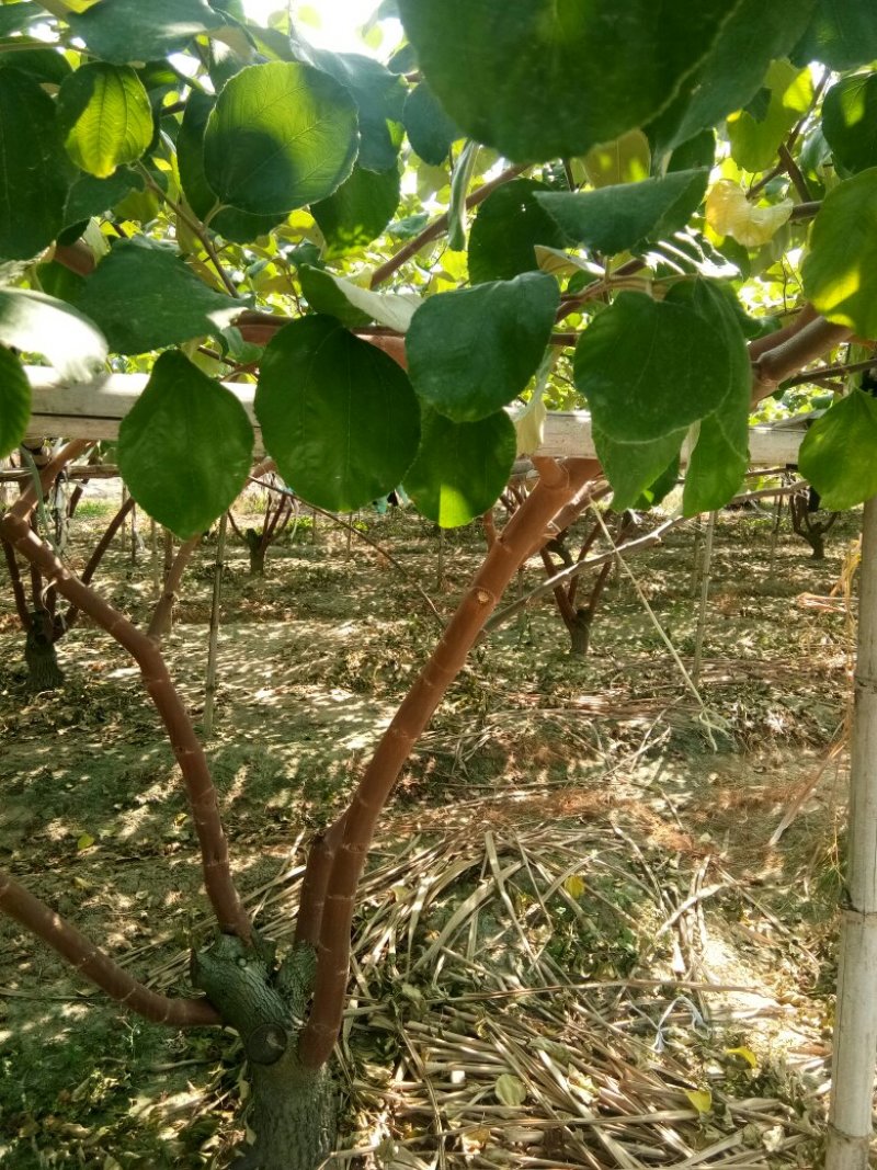 台湾大青枣