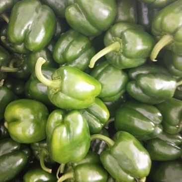 圆椒
