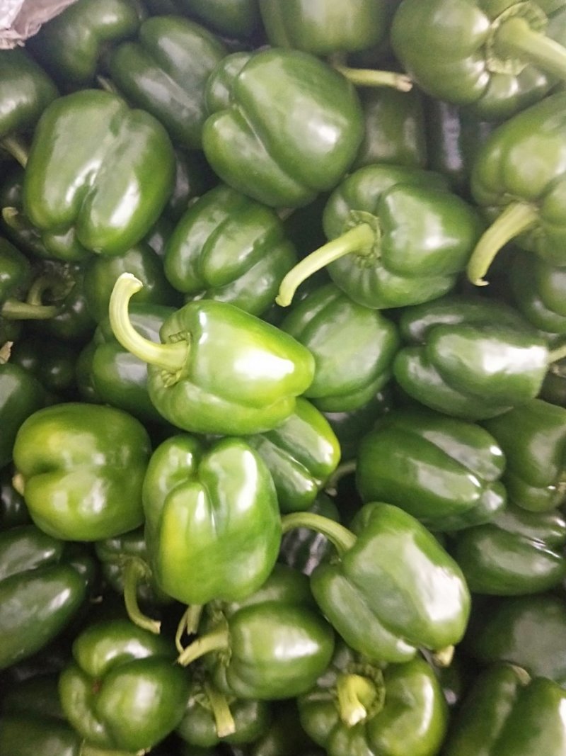 圆椒