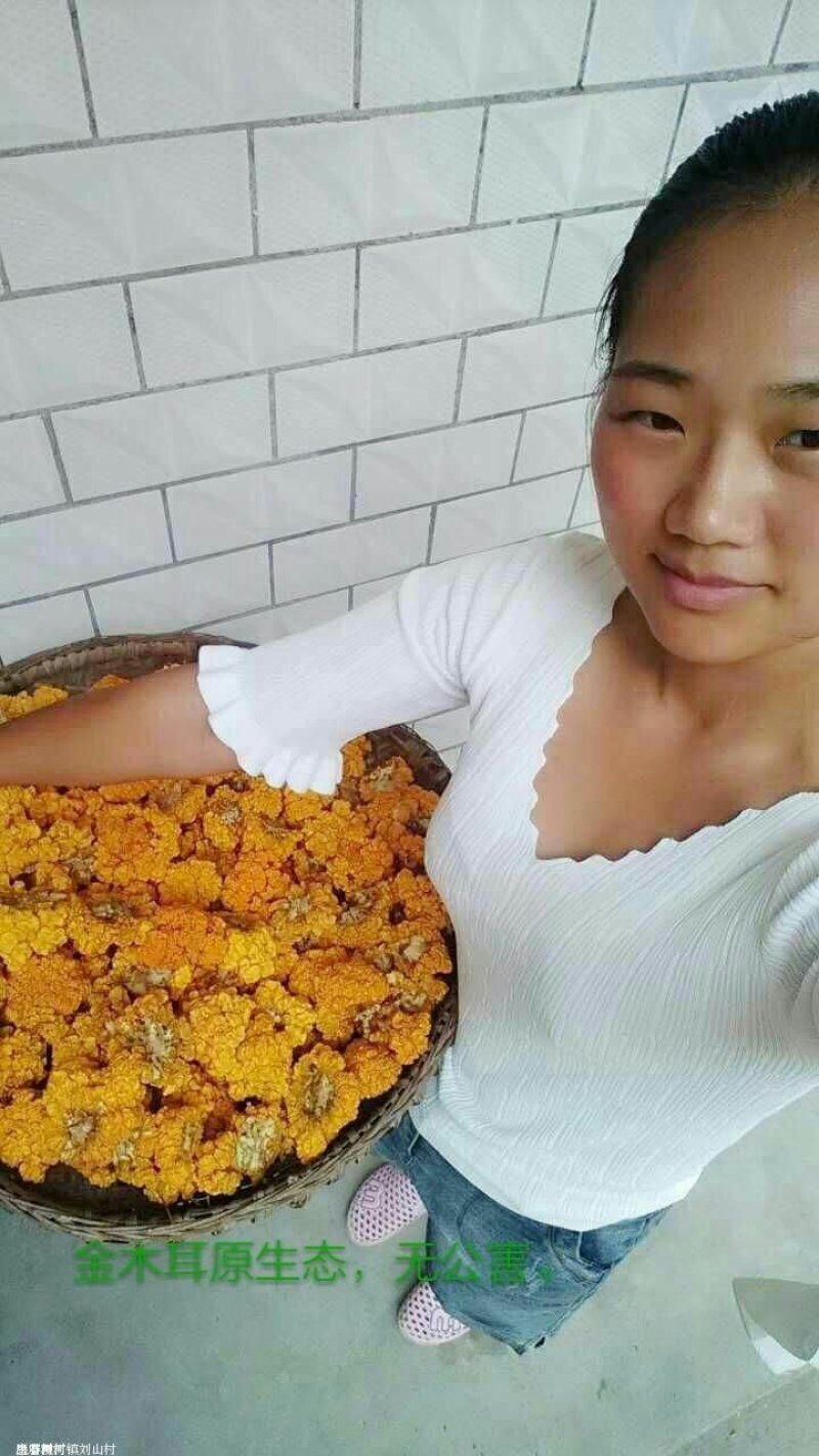 大森原生态金耳