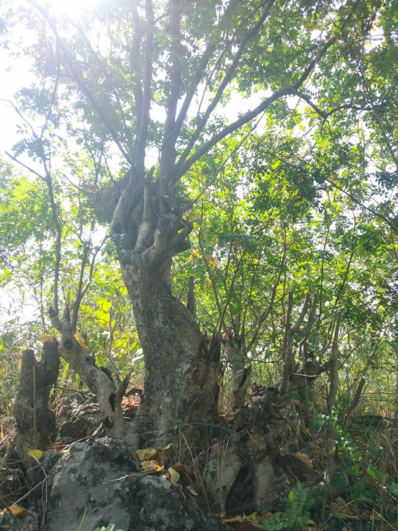 清香木盆景料，大小规格都有