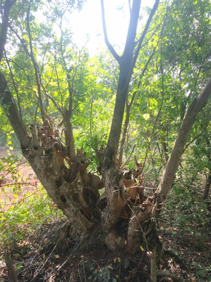 清香木盆景料，大小规格都有