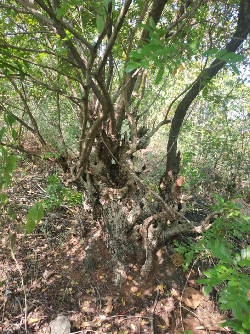 清香木盆景料，大小规格都有