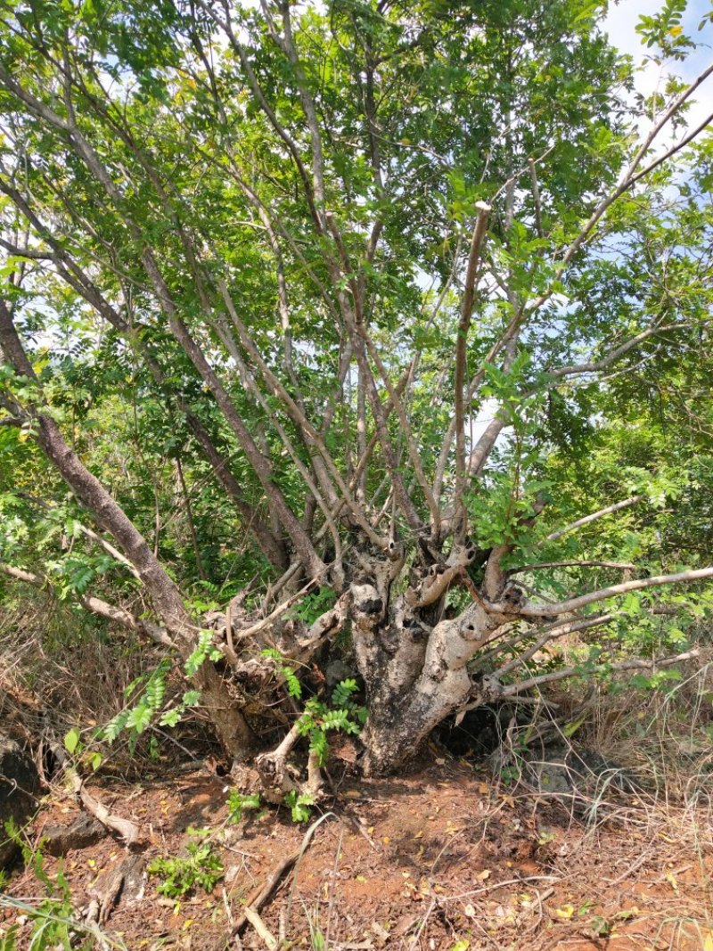 清香木盆景料，大小规格都有