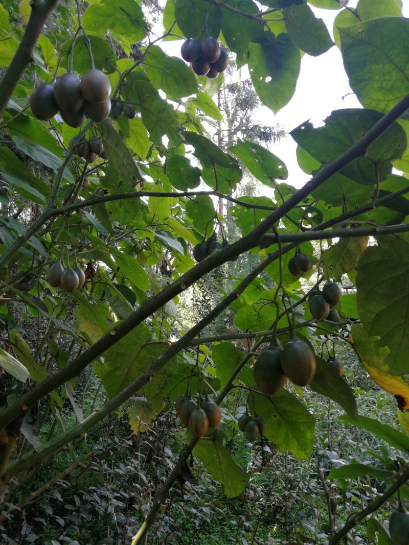 树番茄，大树番茄果，滇西腾冲特产，纯野生，有机食品