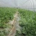 开封蔬菜大棚，养殖大棚，连栋大棚