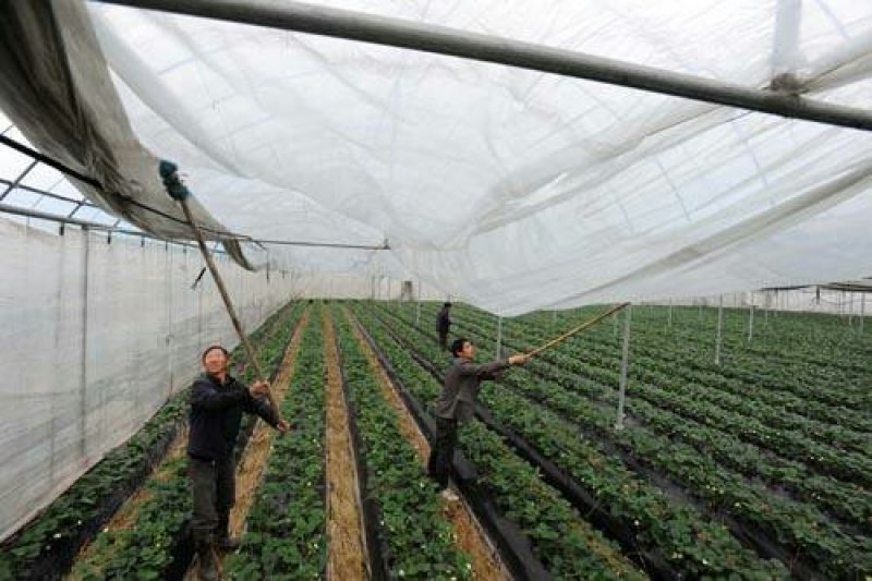 开封蔬菜大棚，养殖大棚，连栋大棚