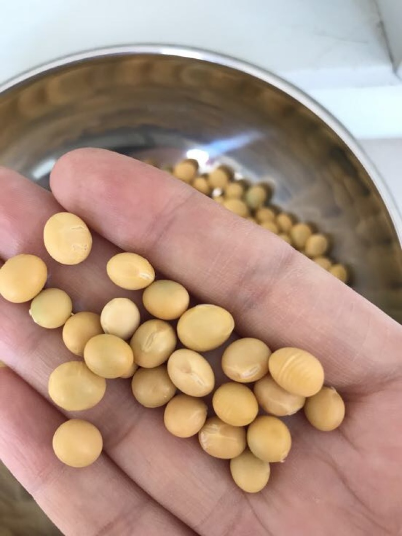 大豆中等