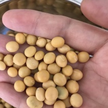 大豆中等