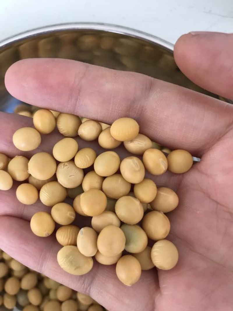 大豆中等