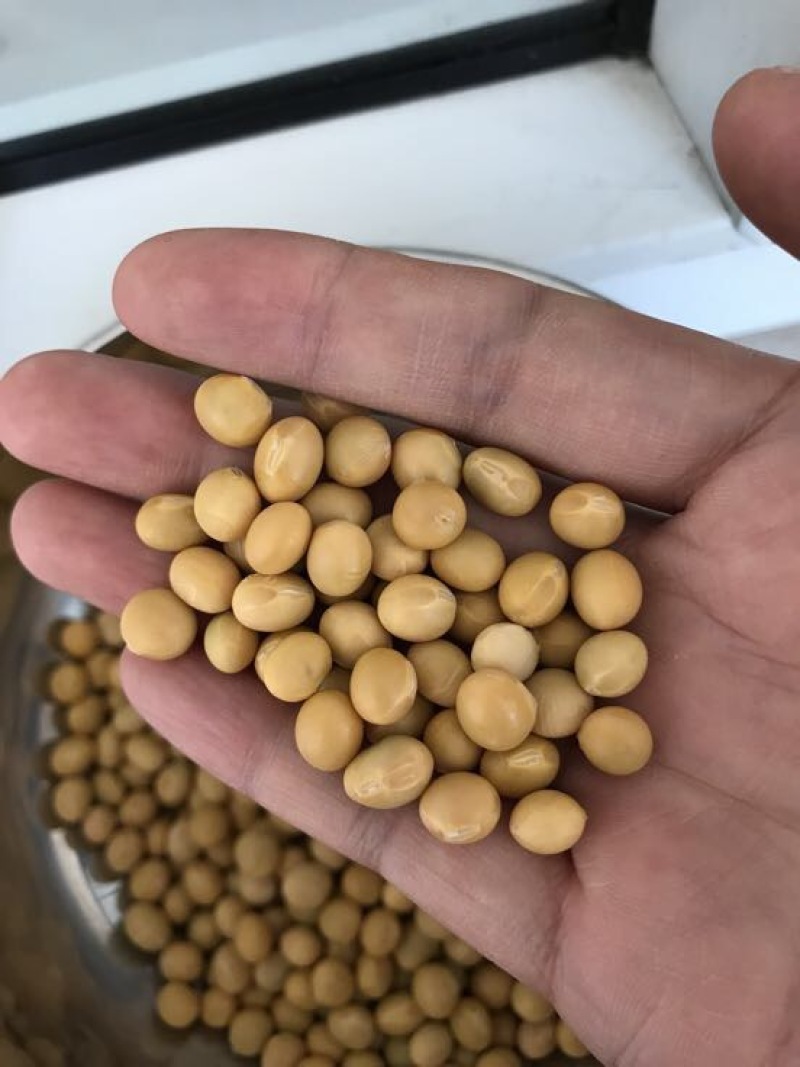 大豆中等