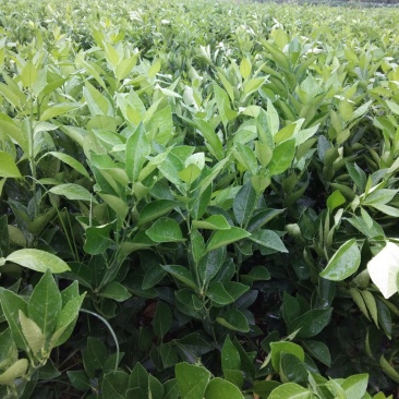爱媛28（果冻橙）红美人苗（2年苗）产量高，技术指导