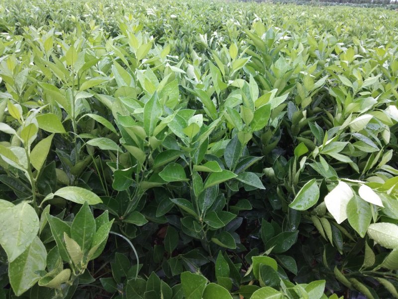 爱媛28（果冻橙）红美人苗（2年苗）产量高，技术指导
