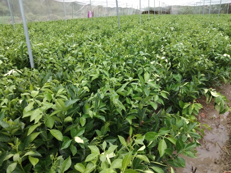爱媛28（果冻橙）红美人苗（2年苗）产量高，技术指导