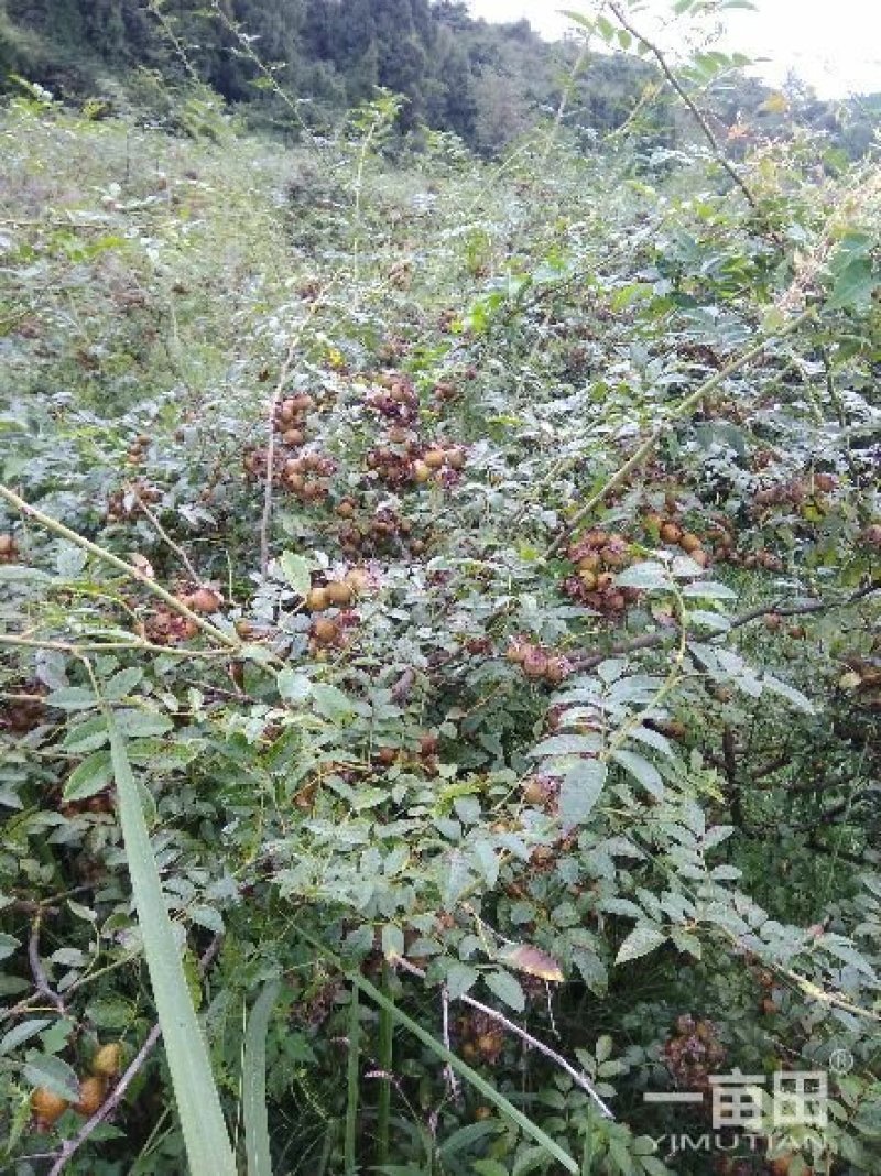 刺梨，无籽，种植户加代办