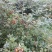 刺梨，无籽，种植户加代办