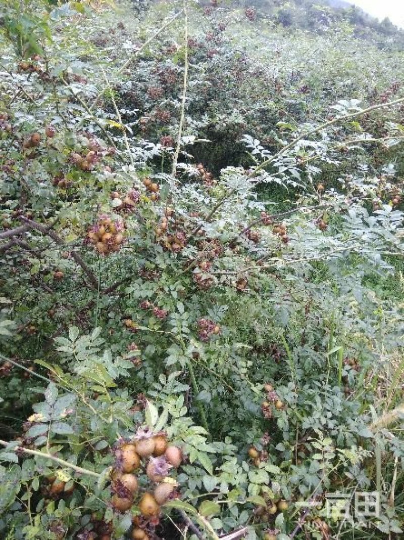 刺梨，无籽，种植户加代办