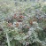 刺梨，无籽，种植户加代办