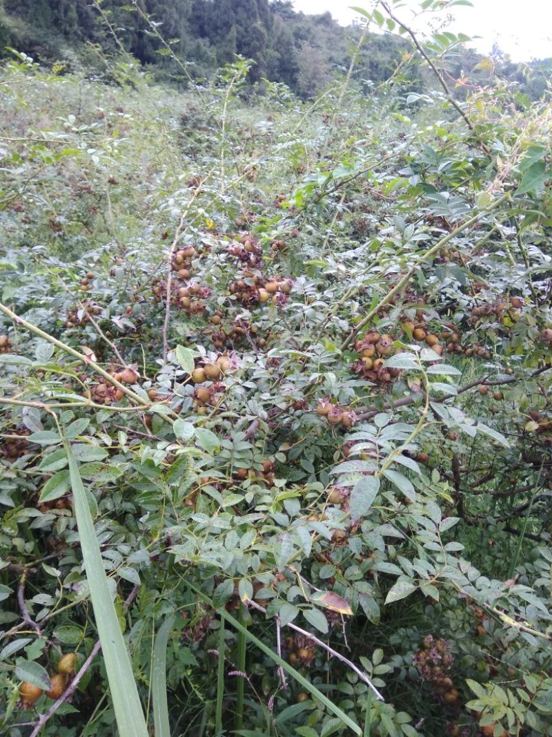 刺梨，无籽，种植户加代办