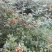 刺梨，无籽，种植户加代办