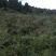 刺梨，无籽，种植户加代办