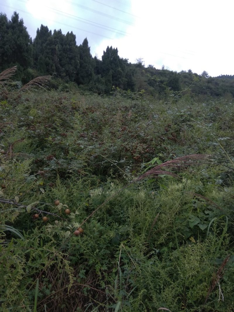 刺梨，无籽，种植户加代办