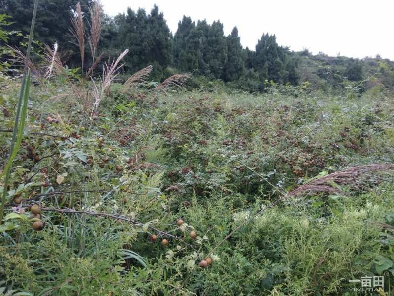 刺梨，无籽，种植户加代办