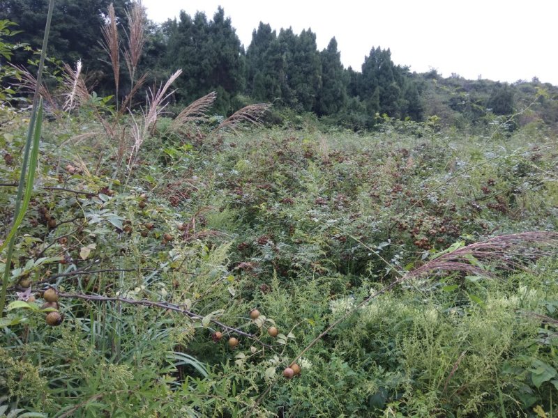 刺梨，无籽，种植户加代办