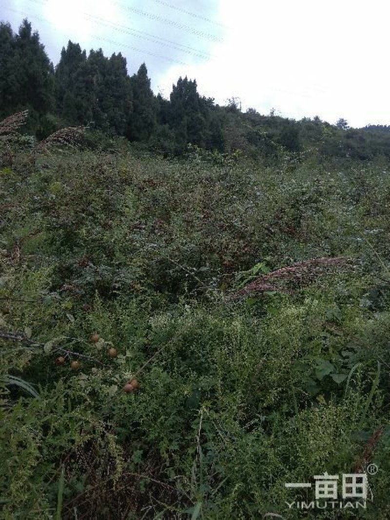 刺梨，无籽，种植户加代办