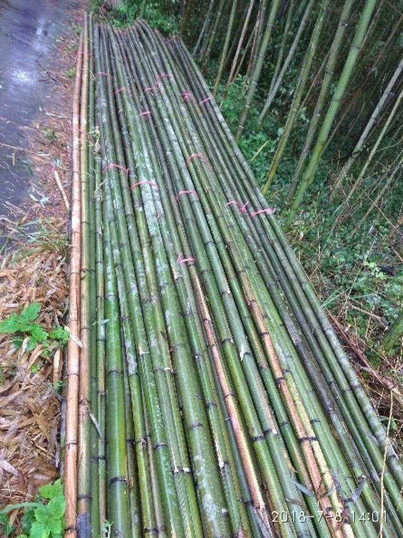 湖南深山优质野生竹子