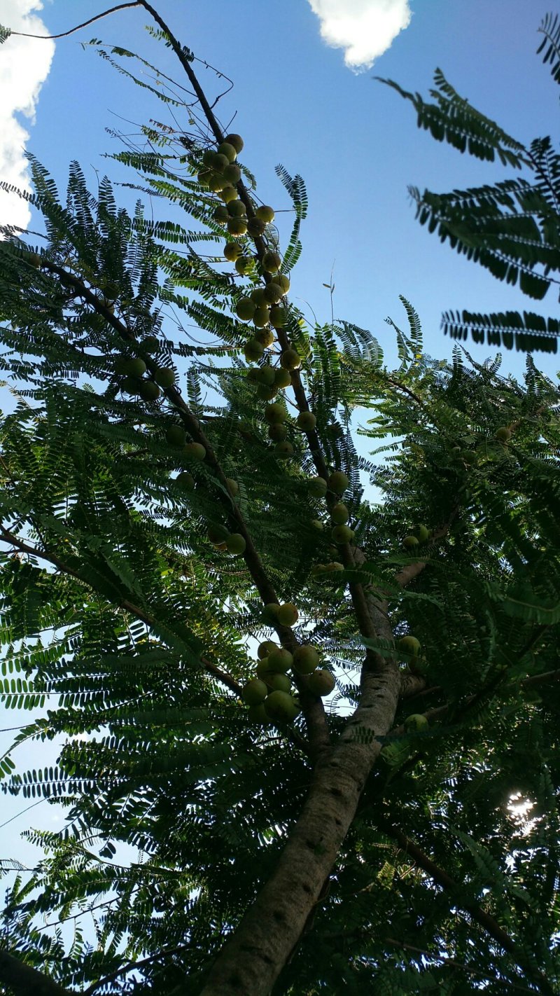 香脆可口的橄榄